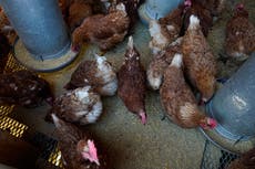 Bird flu: How the UK health authorities are working to prevent a pandemic