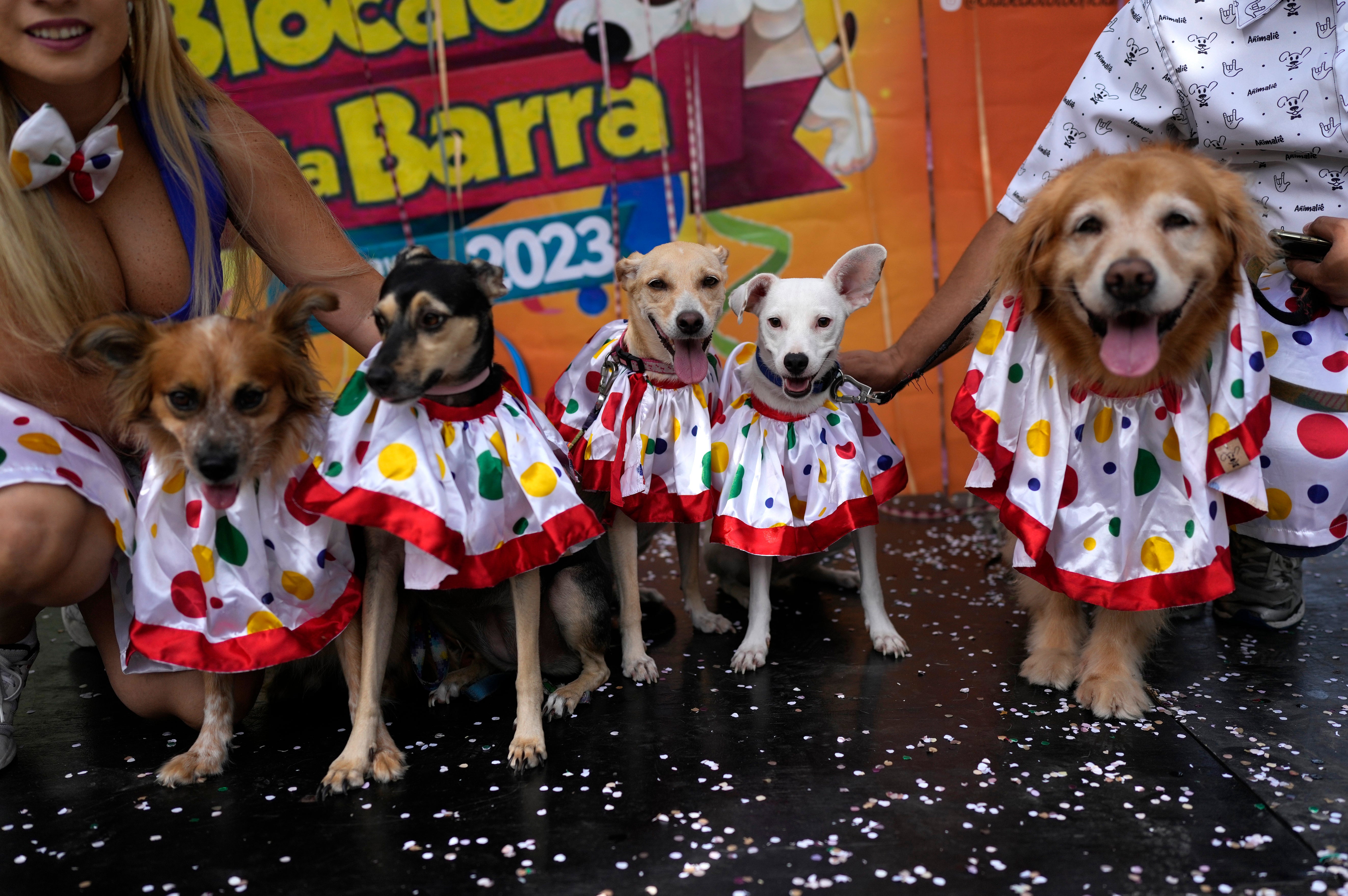 Brazil Carnival Dogs