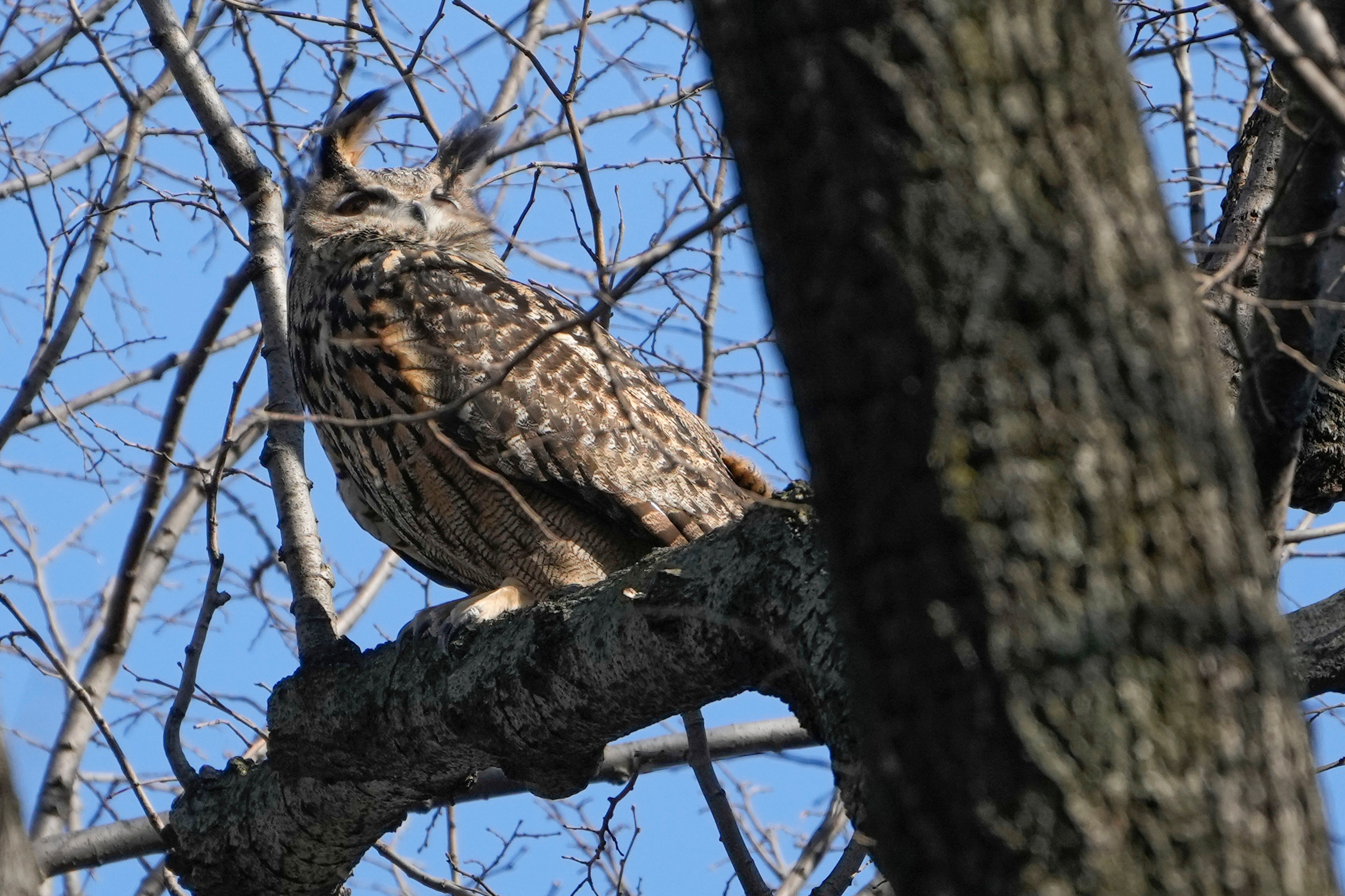 Flaco the owl has been living free in New York City’s Central Park since February
