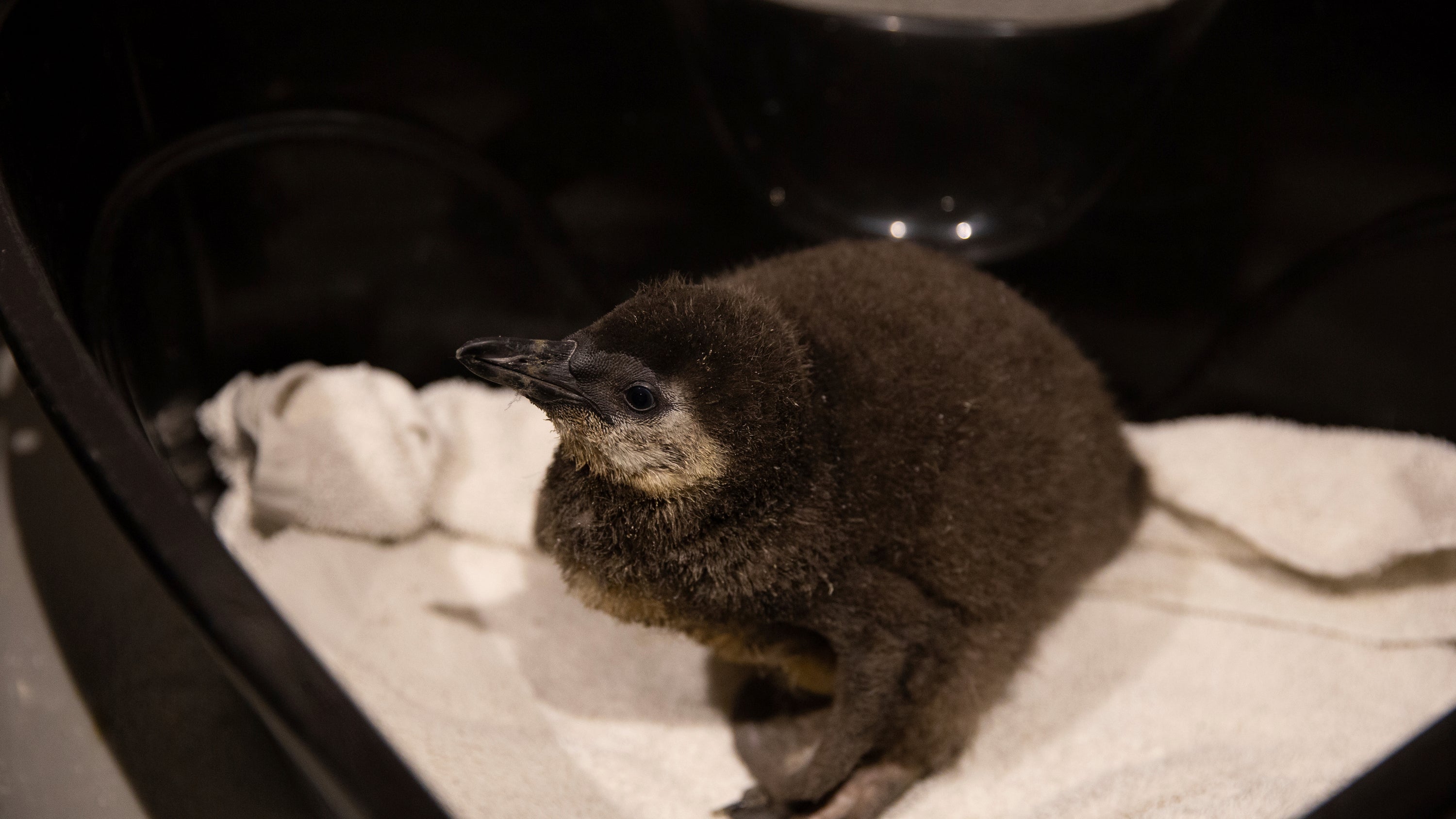 Penguin Chicks