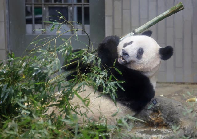 <p>Giant panda Xiang Xiang is seen at a cage during her last viewing day at Tokyo’s Ueno Zoo, Sunday, 19 February 2023 in Tokyo, Japan. - Xiang Xiang, who was born six years ago, is the first giant panda to be born and raised naturally at the zoo and is being sent back to China for breeding purposes </p>