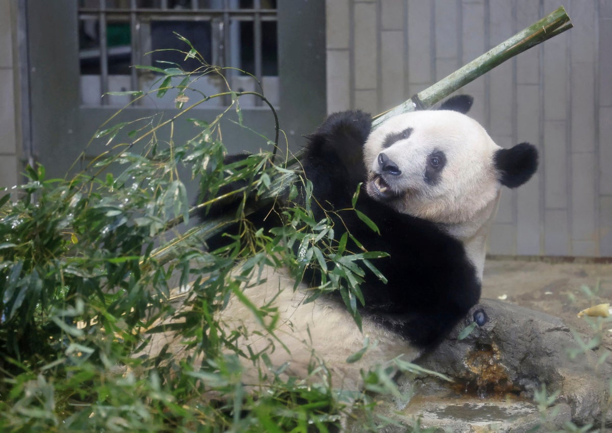 Much-loved giant panda forced to leave Tokyo zoo where it was born as China recalls debt