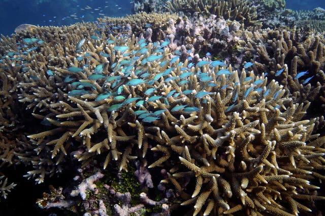 UN Oceans Treaty Talks