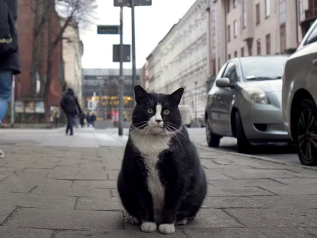 <p>The generous proportions of Gacek, Poland’s most famous cat</p>