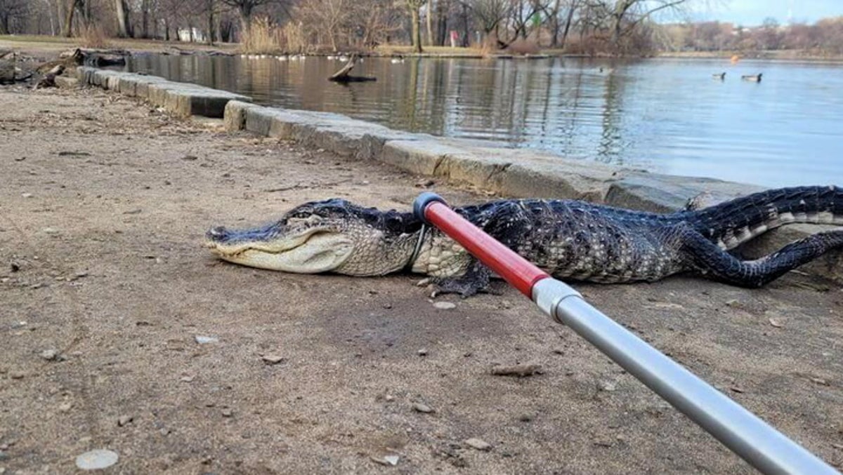 Four-foot alligator nicknamed ‘Godzilla’ found in Brooklyn park