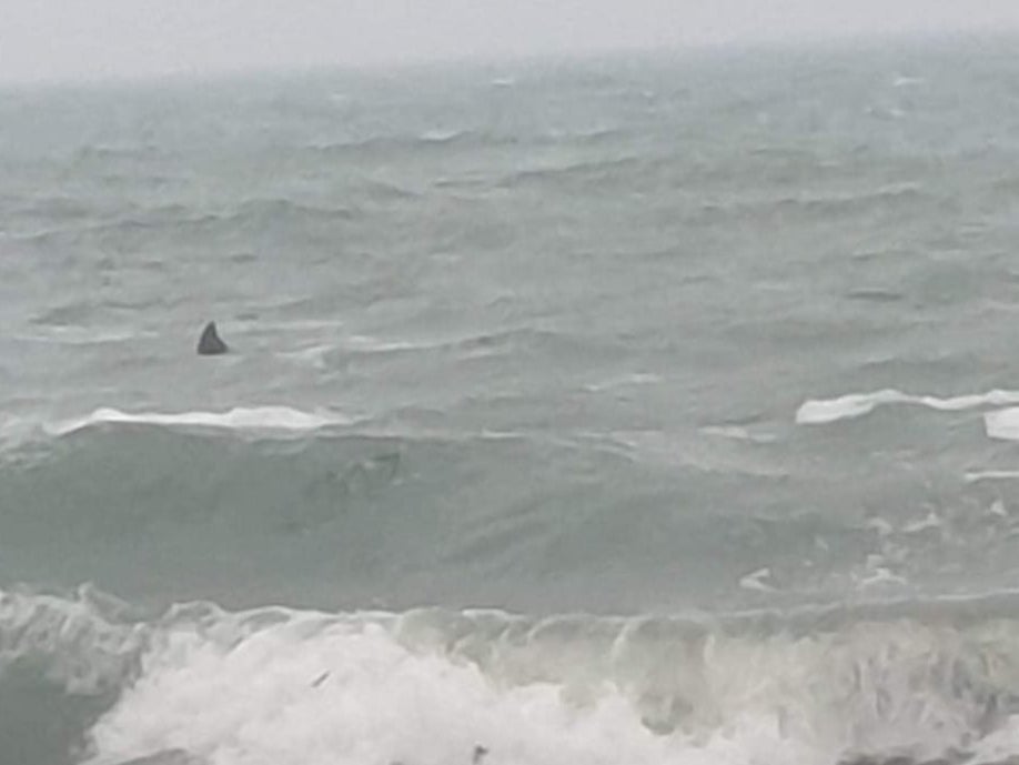 A large fin was spotted in Cornwall at the weekend