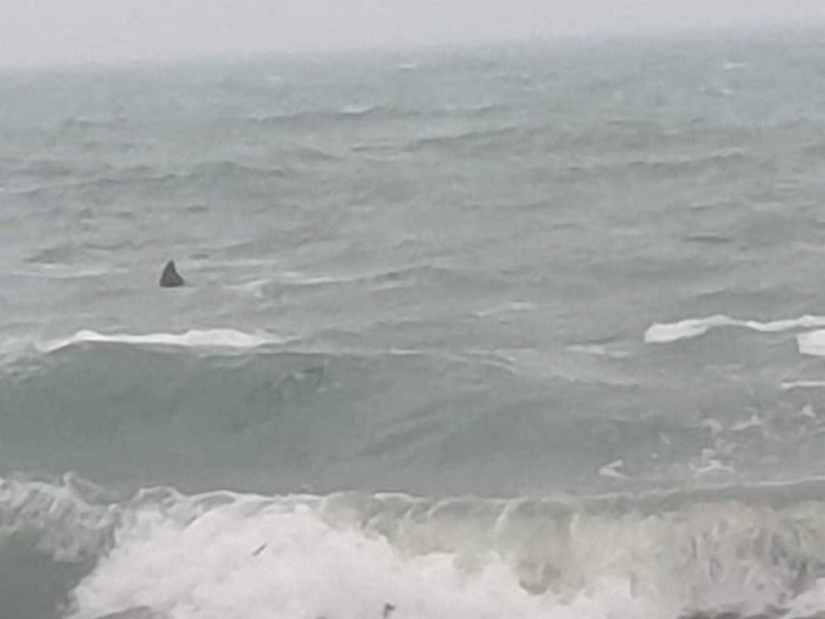 ‘Unusually large shark fin’ spotted off UK coast by stunned beachgoer