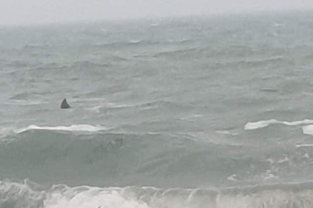 <p>A large fin was spotted in Cornwall at the weekend </p>