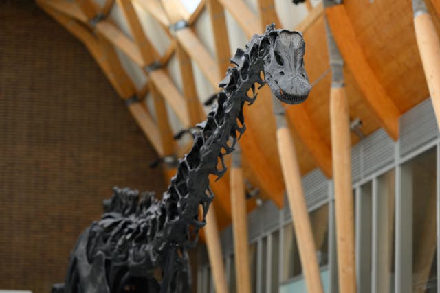 Dippy in Coventry at The Herbert Art Gallery and Museum (Joe Bailey/FiveSix Photography/PA)