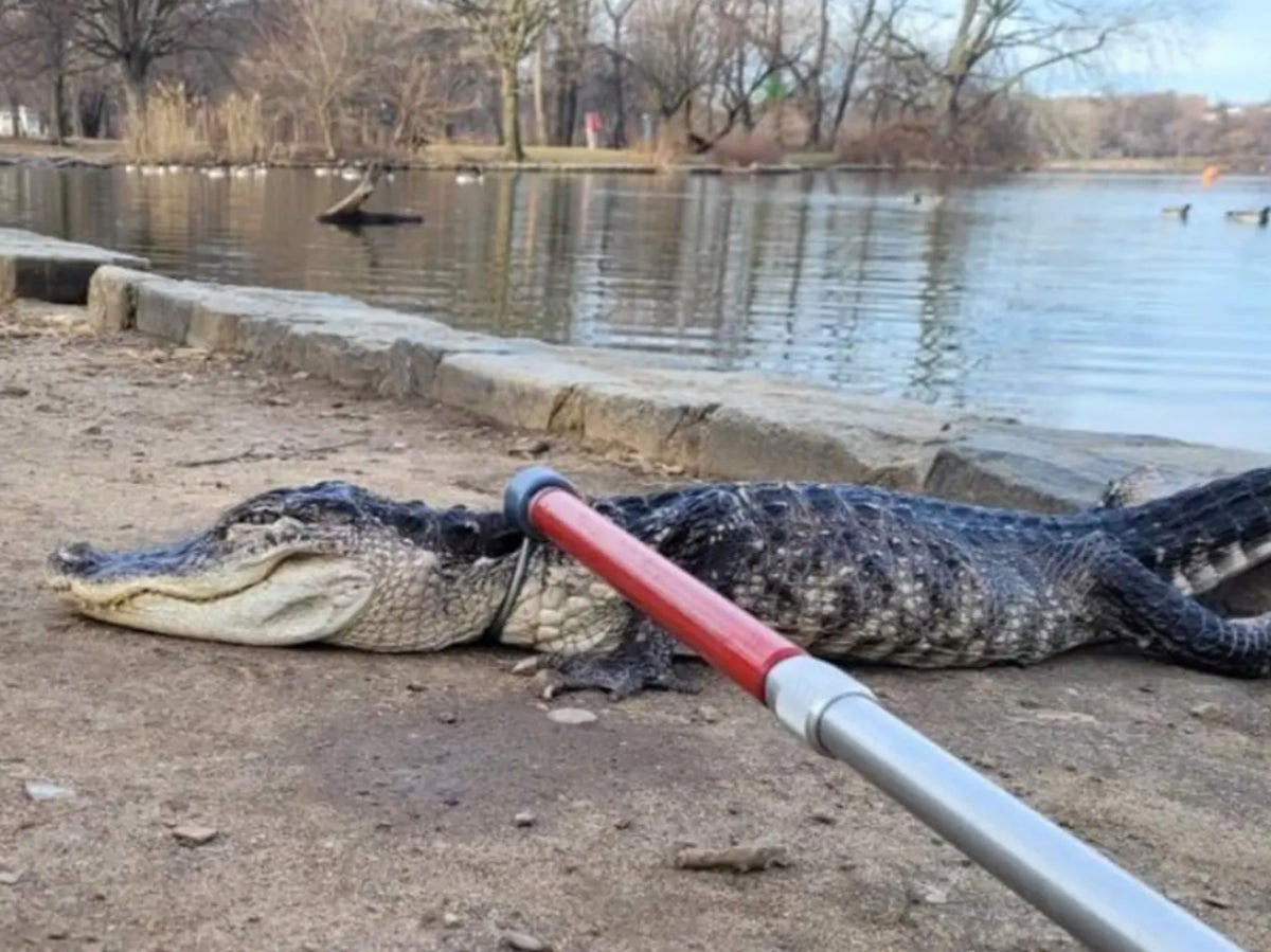 Onlookers stunned as alligator pulled from Brooklyn park pond
