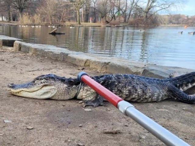 <p>A four-foot alligator is pulled from the water near Prospect Park in Brooklyn, New York</p>