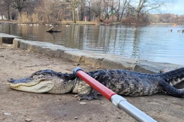 <p>A four-foot alligator is pulled from the water near Prospect Park in Brooklyn, New York</p>