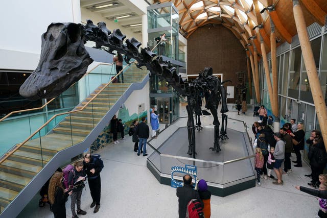 <p>Visitors observe ‘Dippy the Diplodocus’ at the Herbert Art Gallery and Museum in Coventry, where the museum will be hosting the 26-metre long replica skeleton for the next three years</p>