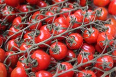 UK supermarkets facing tomato shortage