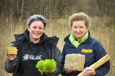 Peatland restoration project to grow reeds which will go to help insulate homes