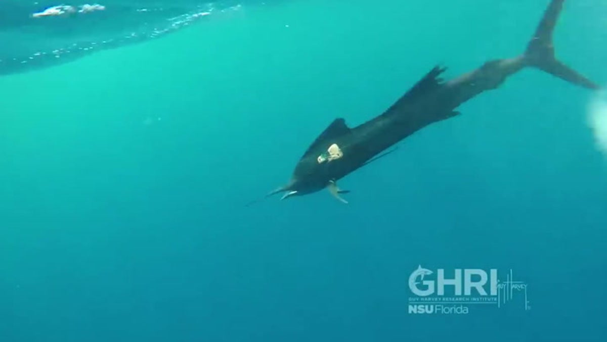 POV video shows how world’s fastest fish hunt for first time