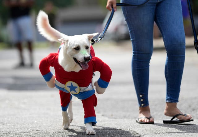 BRASIL-CARNAVAL-PERROS