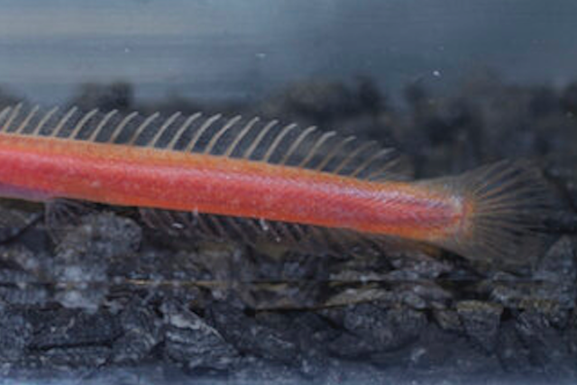 <p>Aquifer-dwelling Horaglanis fish in life</p>