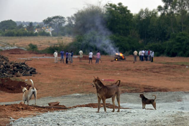 <p>File A pack of dog watches as a family burn pyre of a person in Bangalore, India </p>