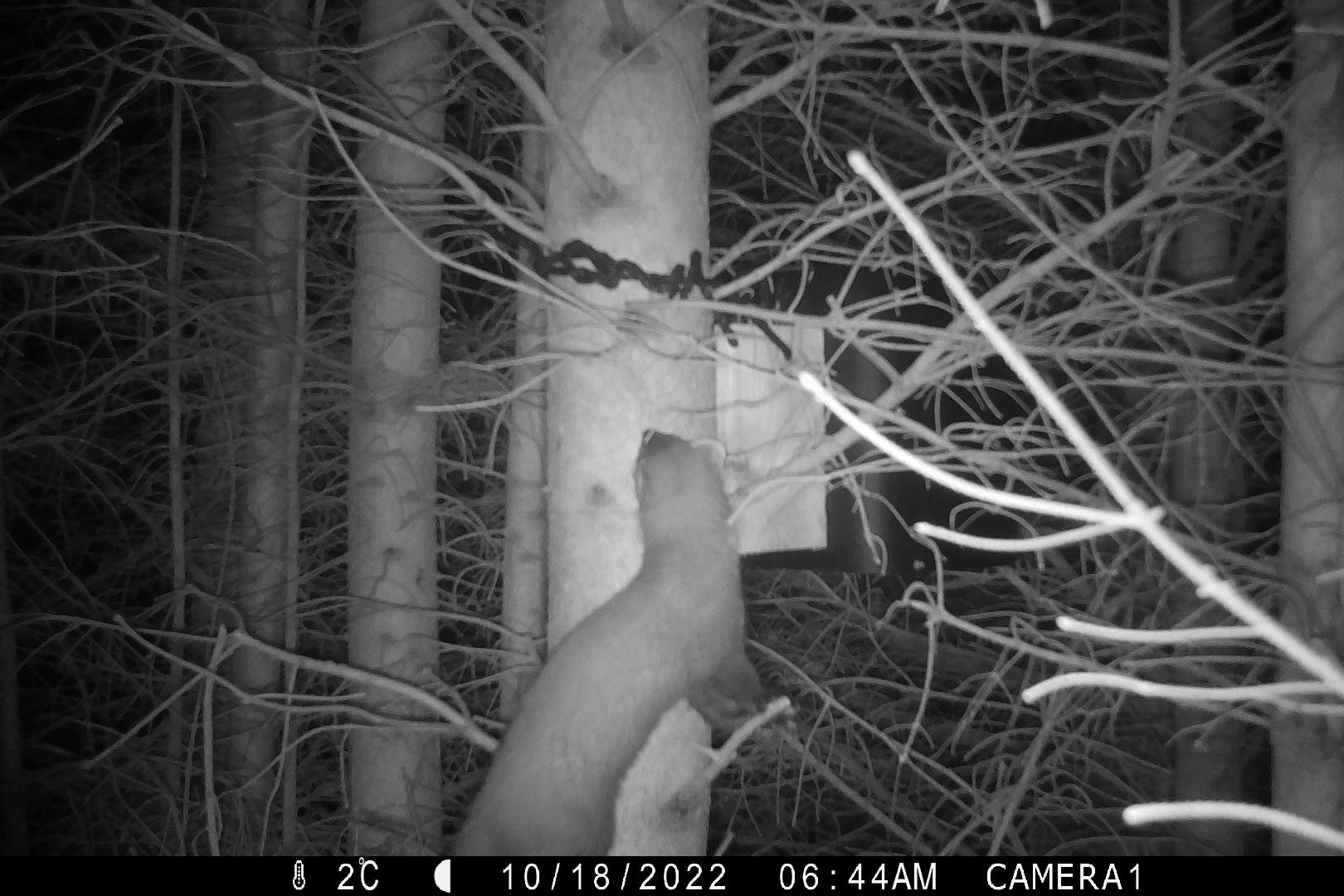 A pine marten exploring the new denning boxes in Kielder Forest (Forestry England/PA)