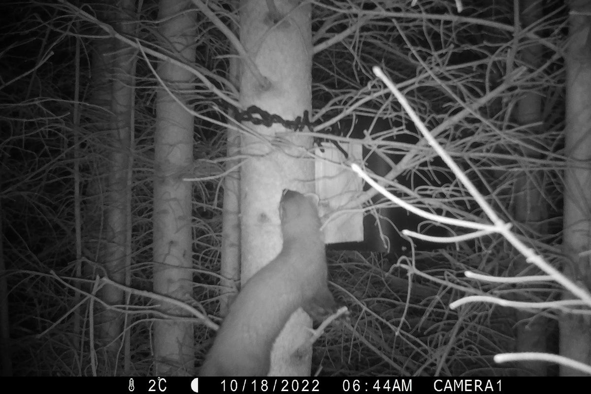 Hopes for pine marten numbers in England’s biggest forest