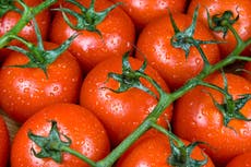 Shortage of tomatoes widening to more products and likely to last ‘weeks’