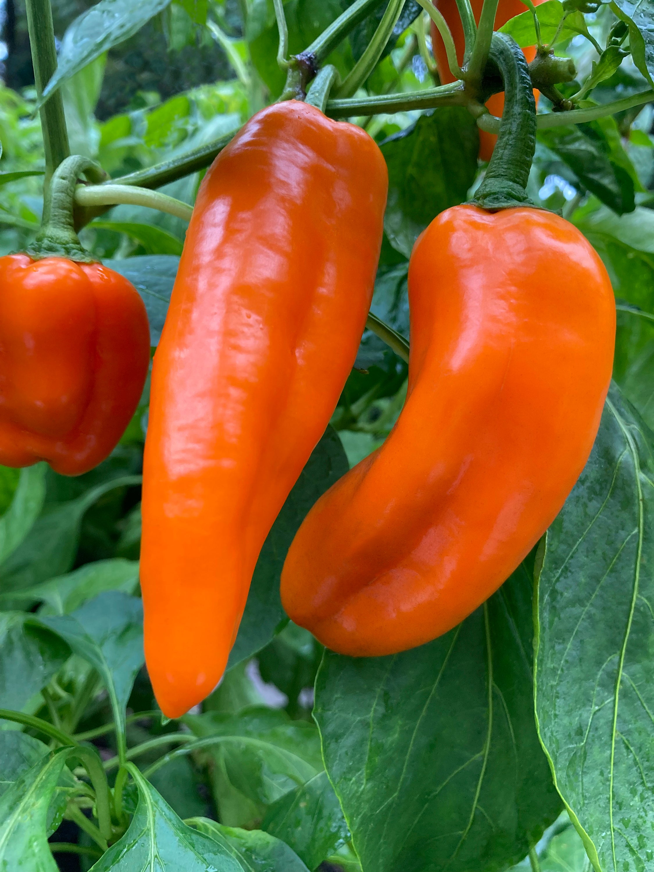 Gardening-New Plants