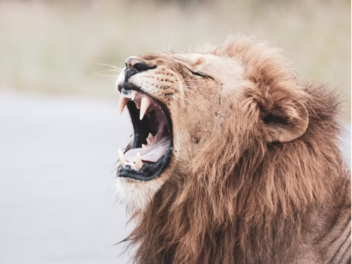 Lions roar when the weather's right, new study in Zimbabwe shows