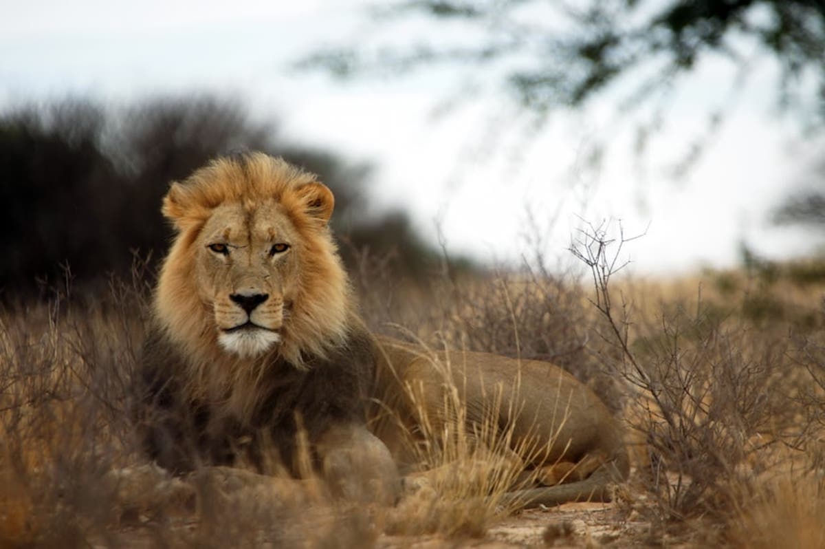 &lsquo;Marauding&rsquo; lions wipe out livestock in Zimbabwe&rsquo;s Hwange region