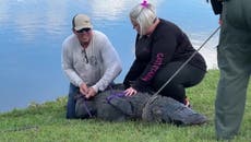 Alligator captured after killing elderly woman walking her dog in retirement community