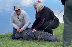Alligator captured after killing elderly woman walking her dog in retirement community