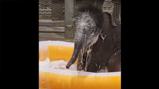 Baby elephant twins enjoy first bubble bath