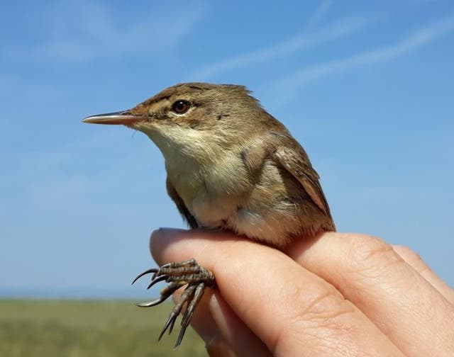 <p>Eurasian reed warbler</p>