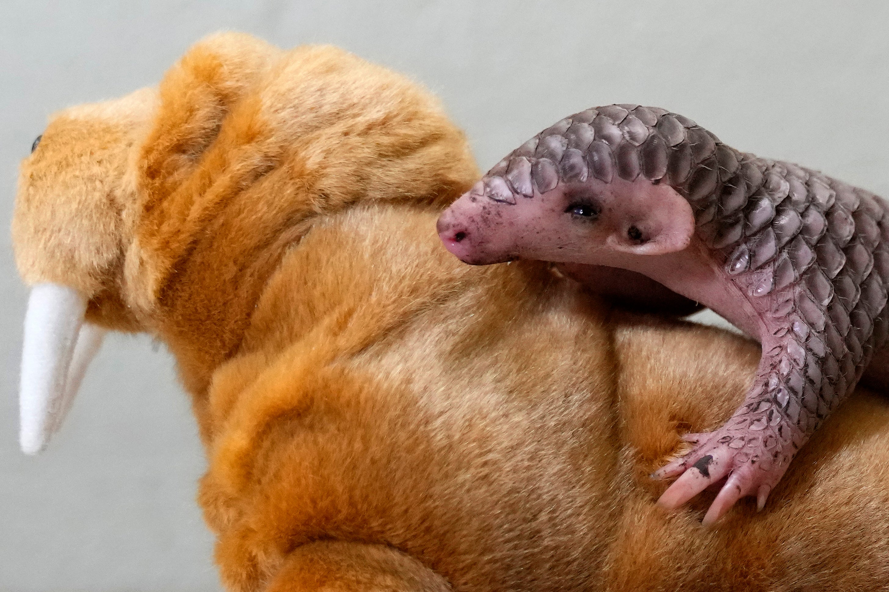 Czech Republic Baby Pangolin