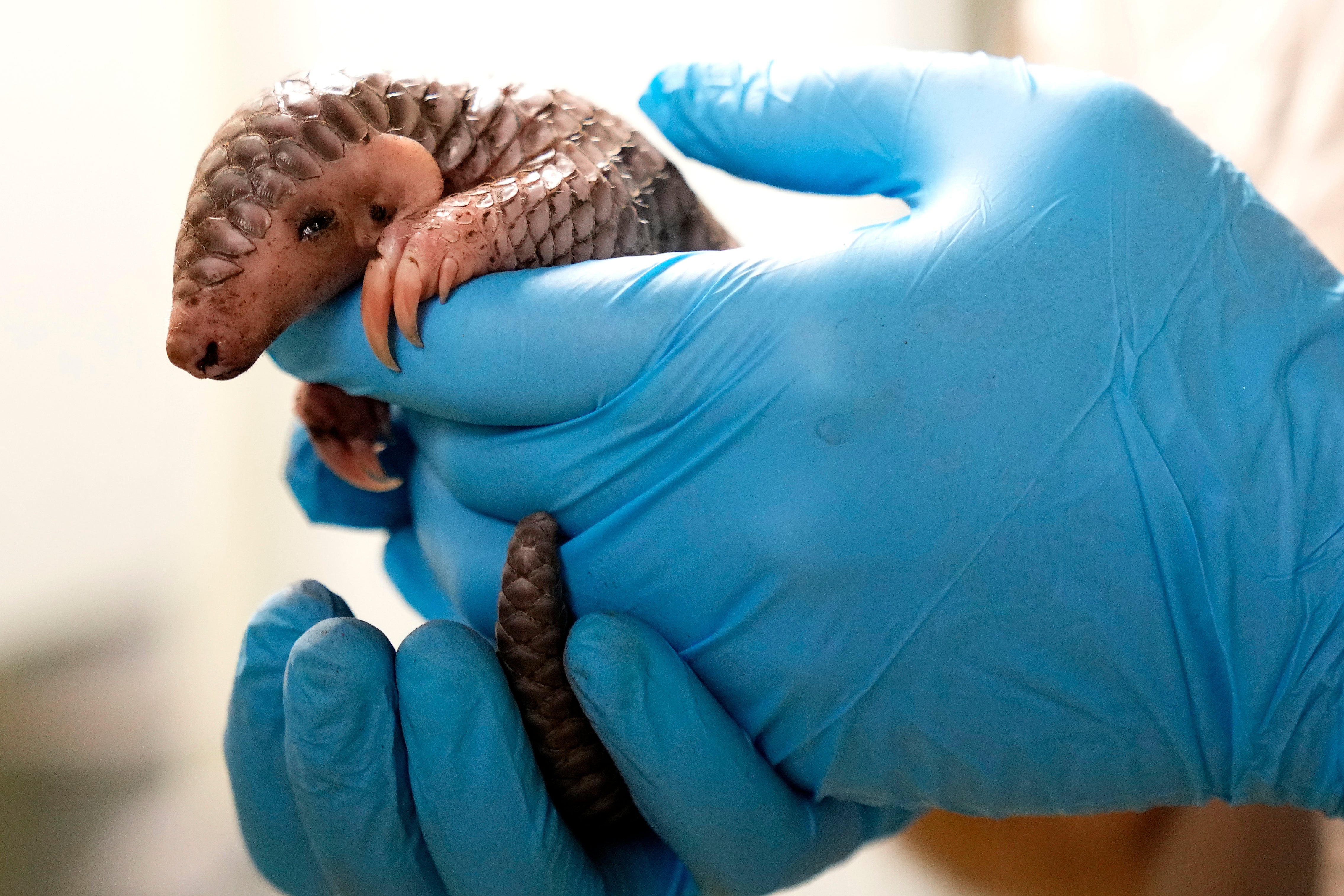 Czech Republic Baby Pangolin