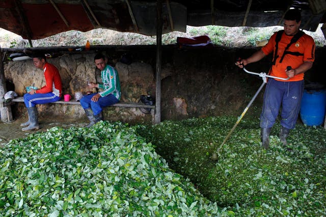 COLOMBIA-HOJA DE COCA