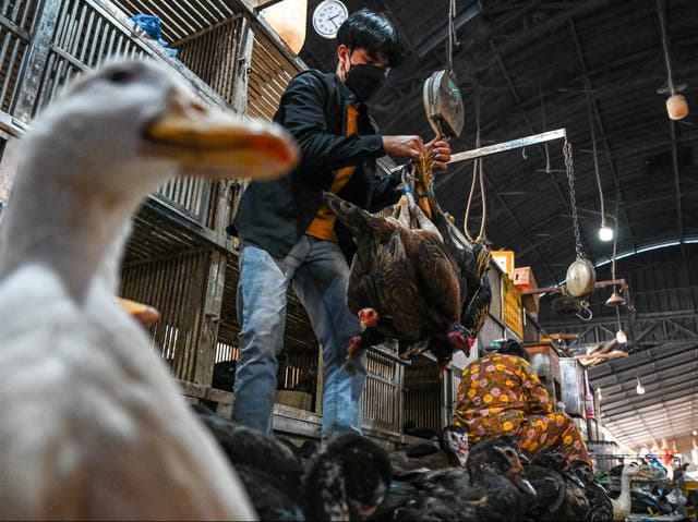 <p>A worker weighs chickens at a market in Phnom Penh, Cambodia</p>