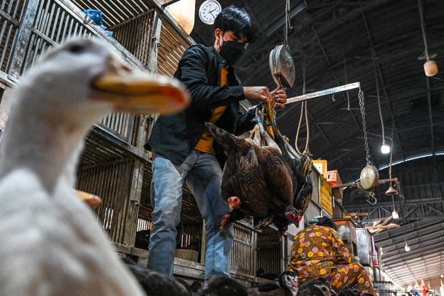 <p>A worker weighs chickens at a market in Phnom Penh, Cambodia</p>