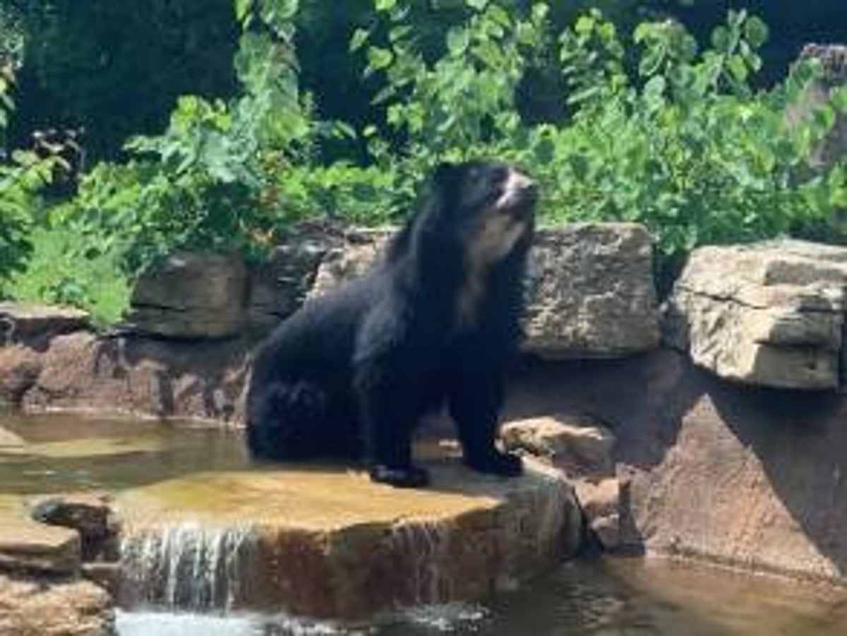 Bear escapes from St Louis zoo for the second time this month