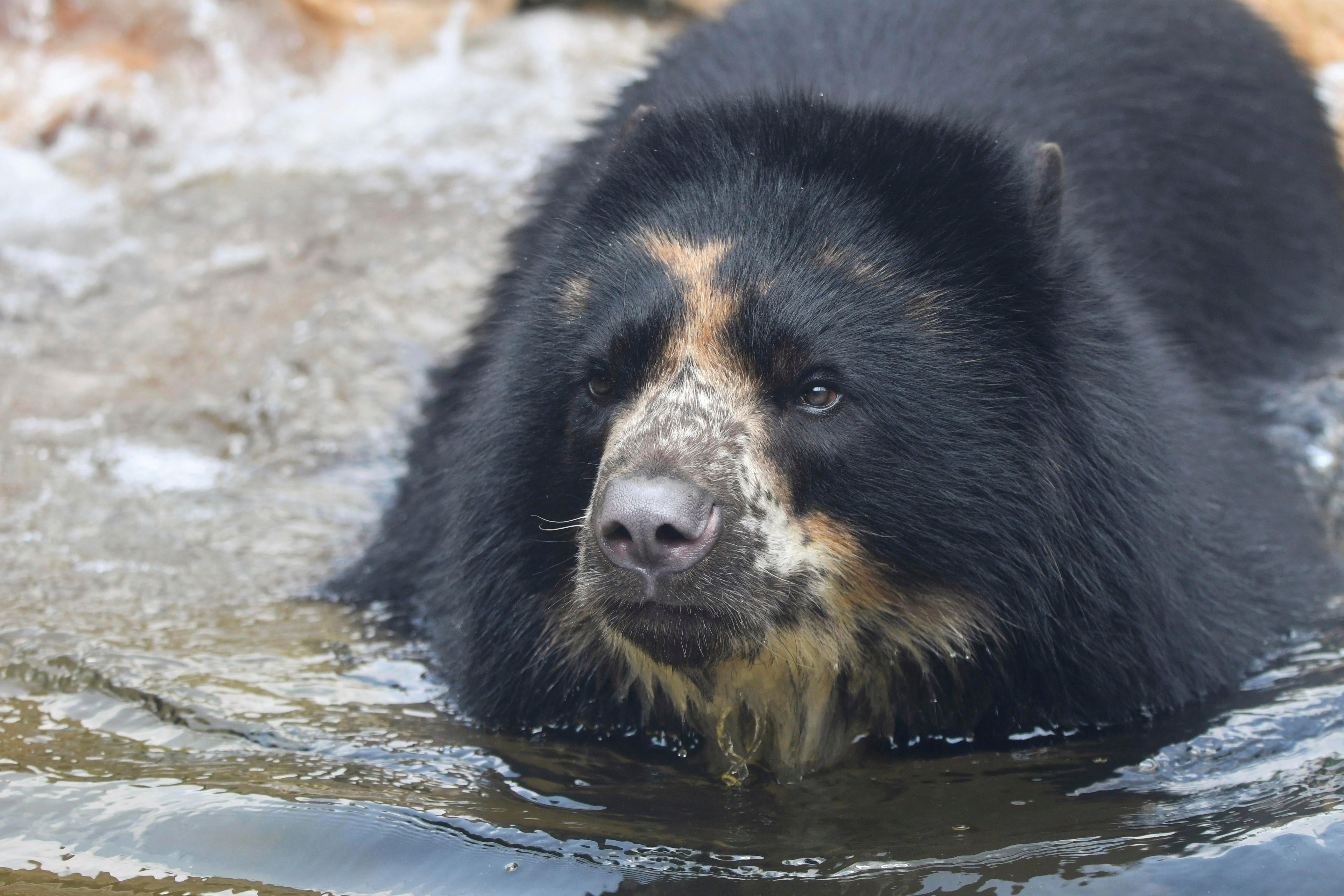 Bear Escape St Louis Zoo