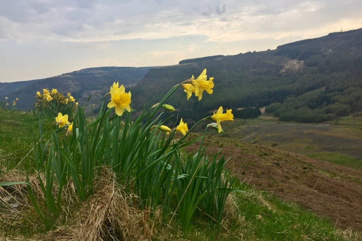 Residents report houses shaking as earthquake felt in South Wales