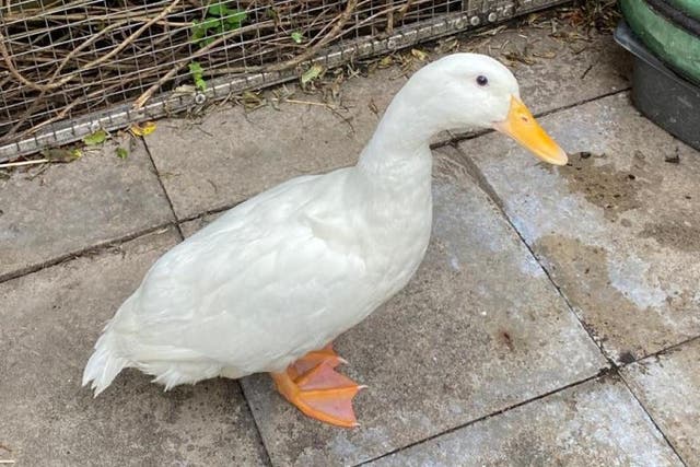 The duck has been named Jack by a member of London Wildlife Protection (Ann Aitken-Davies)
