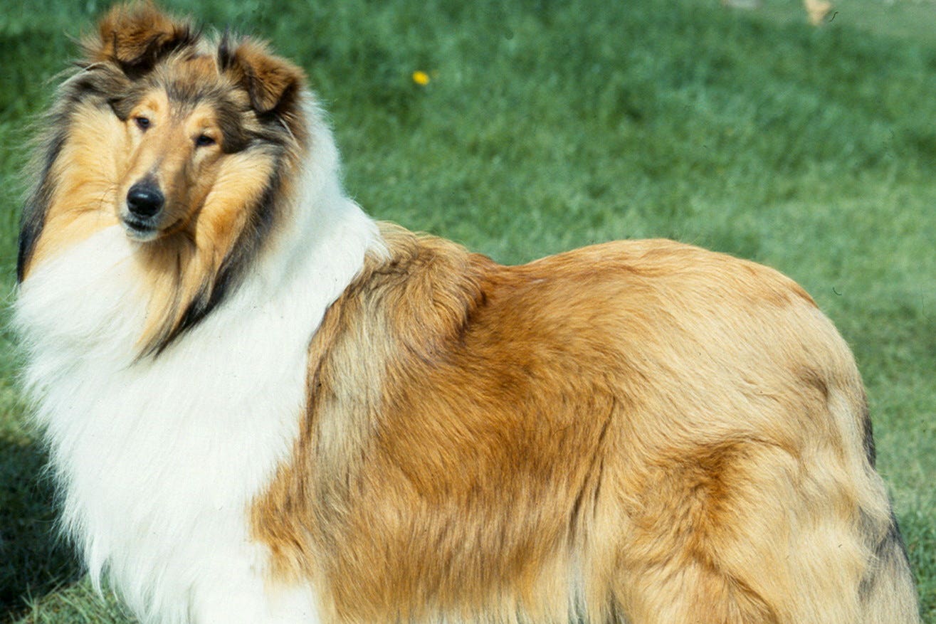 Lassie, The World's Most Famous Dog