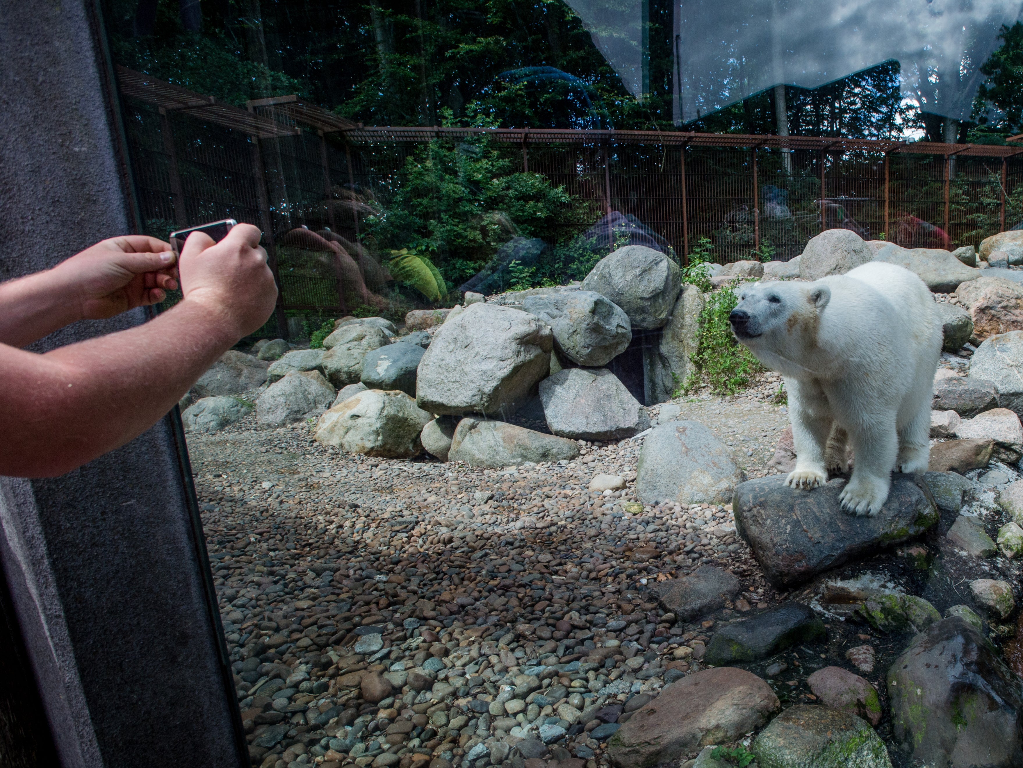 A polar bear in an enclosure in Denmark