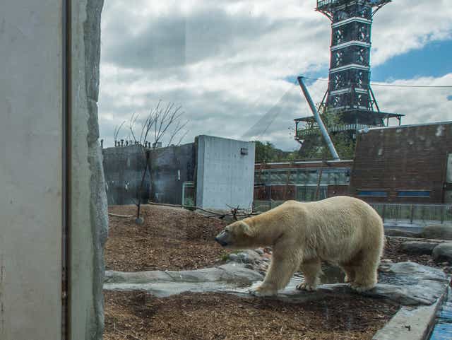 Zoos - latest news, breaking stories and comment - The Independent