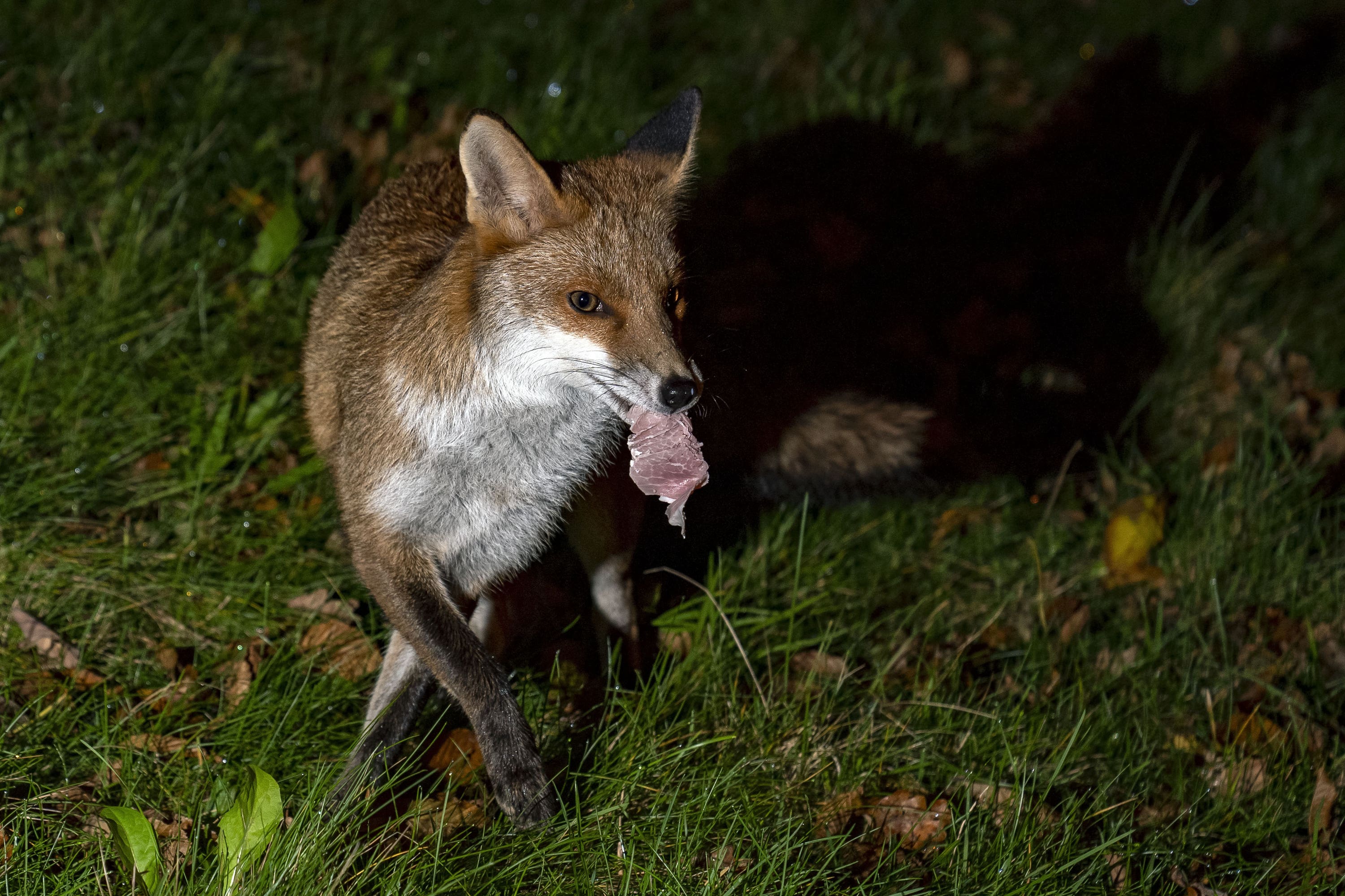 Cats and foxes appeared to take a particular disliking to one another, the study found (Peter Byrne/PA)