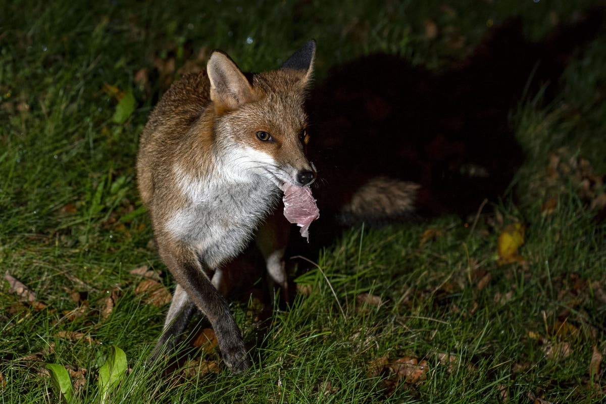 Scrapping over scraps: British wildlife clash over leftover food