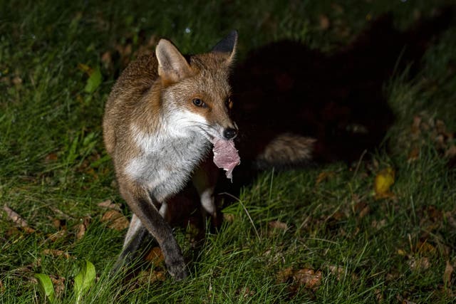 Cats and foxes appeared to take a particular disliking to one another, the study found (Peter Byrne/PA)