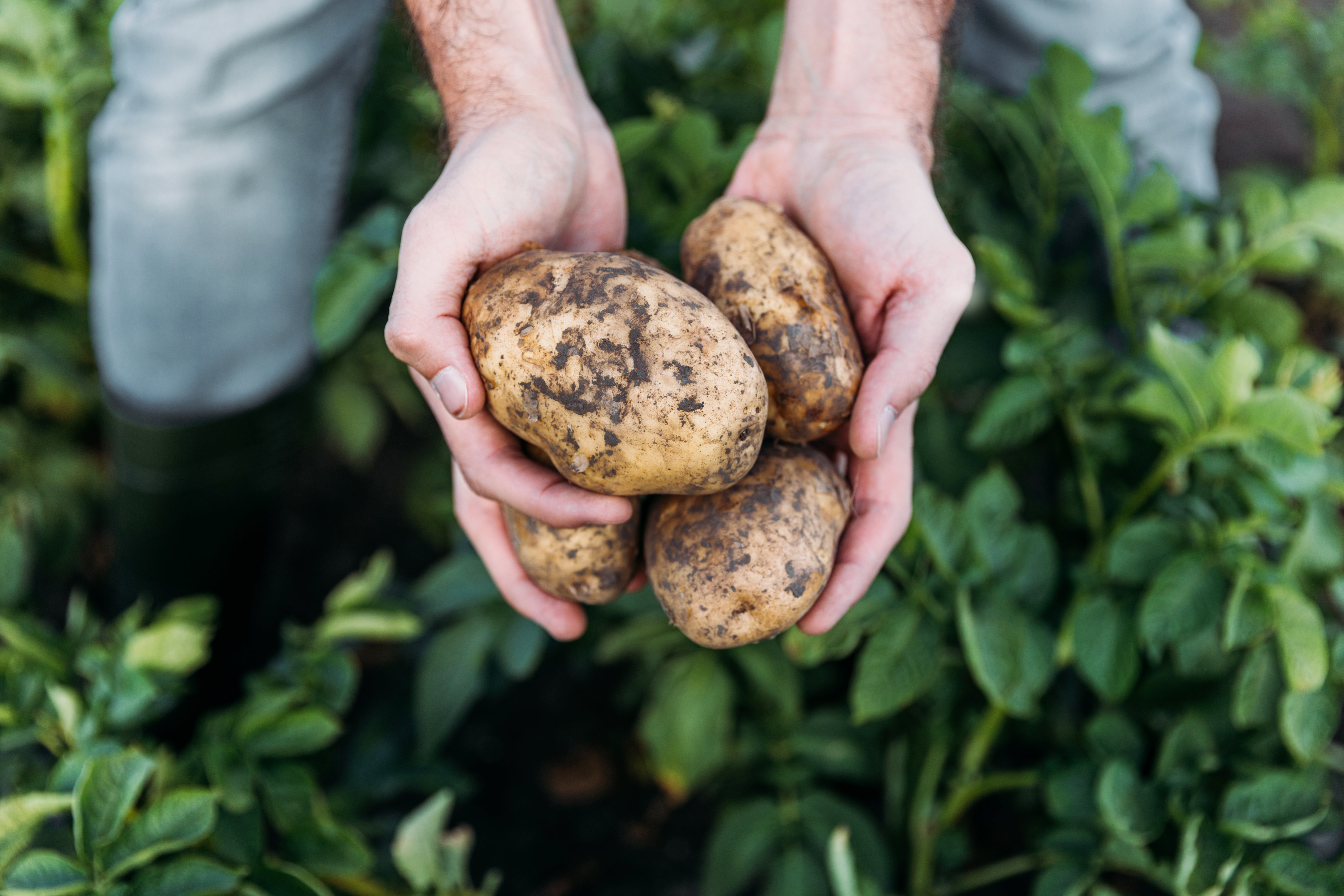 Potatoes can now be stored in the fridge, food experts say
