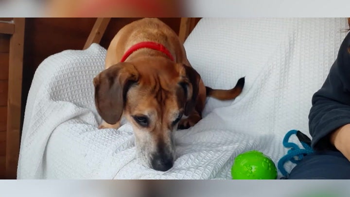 ‘Britain’s loneliest dog’ still looking for a forever home after 500 days in kennels